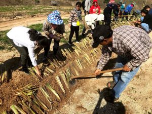 Planting the King's Grass to help stabilise the irrigation system reservoirs on the hills